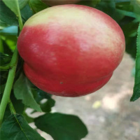 [江苏乡村振兴][财政集采][丰县] 自家果园 新鲜 毛桃 10斤装