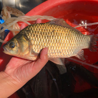 活杀兴化野生大鲫鱼300G