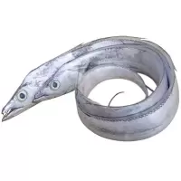 黄海野生带鱼 500G
