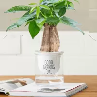 发财树盆栽花卉室内栀子花绿萝文竹办公室文竹小绿植多肉植物