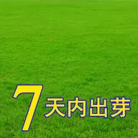 马尼/拉草籽/一斤