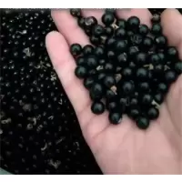 向物 麦冬籽大叶麦冬四季常绿1公斤 gk