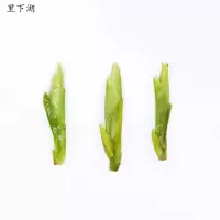 里下湖 新安白茶 125g