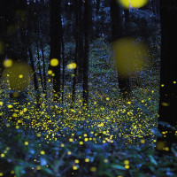 室外动态萤火虫灯造景气氛灯户外亮化公园景观灯 黄光萤火虫