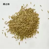 燕之坊 草坪种子四季青耐热草籽 SLK-003 单位:斤