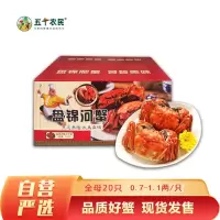 [24小时发货]五个农民盘锦河蟹全母20只/规格0.7-1.1俩/保肥/死蟹包赔/适宜辣炒蟹 盘锦大闸蟹
