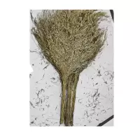 绿景环卫扫把笤帚扫帚 方便使用