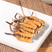 百年堂 西藏那曲 虫草