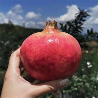 B2B-ZTE-软籽石榴(400g以上)/个.