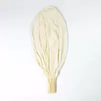 华一 500g探空气球