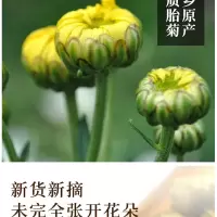 八馬 胎菊 罐装 80g（罐）