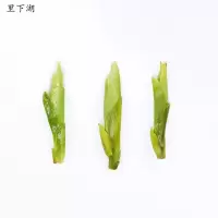 里下湖安吉白茶 500G