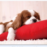 得力卡通鼠标垫 260*210*0.2 锁边带包装 10个装