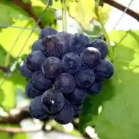 五个农民葡萄特产当季新鲜水果一斤装