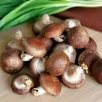 鲜香菇(格尔木0825)
