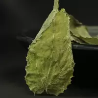 SUN CLARA淫羊藿125g/瓶可搭阿拉善肉苁蓉锁阳