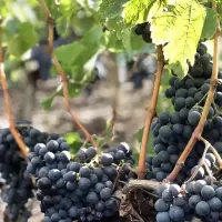 拉邑干红葡萄酒750毫升
