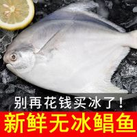 [苏宁宜品推荐]鲜朋4斤装东海银鲳鱼舟山白鲳鱼
