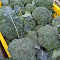 西兰花(嘉峪关0805)