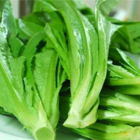 油麦菜(嘉峪关0805)