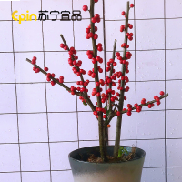 福来红绿植花卉耐寒喜庆北美冬青相思豆高60CM冠幅40CM 400~800g买一雌株送一雄株