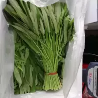 空心菜 (格尔木0913)