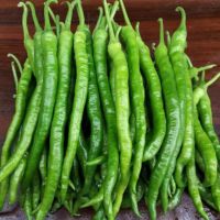 线椒(嘉峪关1034)