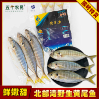 桂之海北部湾野生黄尾鱼去鳞去腮去内脏400g*3袋竹荚海鱼