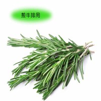 新鲜迷迭香500g