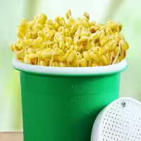 新鲜 绿 豆芽