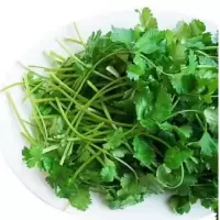 新鲜 香菜