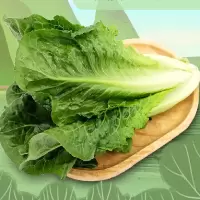 新鲜小白菜