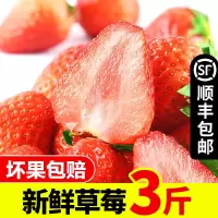 [苏宁宜品推荐]丹东草莓99红颜新鲜水果现摘奶油大草莓