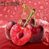 [五个农民]智利进口santina桑提娜JJJ级车厘子500g红宝石樱桃时令新鲜水果顺丰空运核酸检测安全放心