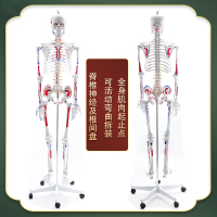 凌远 人体骨骼模型骨架迷你仿真教学模型解剖可拆卸