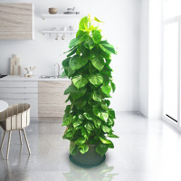 花卉室内花卉 鲜花花卉 室内盆景盆栽绿植