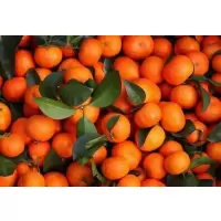 砂糖橘(精品)