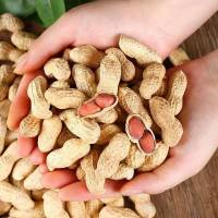 蛋壳小π炒熟花生散装零食2500g