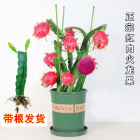 火龙果树苗红心肉四季南北方阳台室内外盆栽种植水果