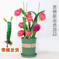 火龙果树苗红心肉四季南北方阳台室内外盆栽种植水果