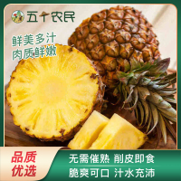 礼盒装五个农民海南凤梨5斤大果树上熟彩箱应季新鲜手撕凤梨水果菠萝无眼香水大菠萝自营水果生鲜 脆爽可口 无需催熟 削皮即食
