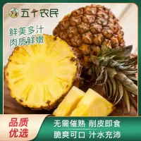 五个农民海南金钻凤梨净重7.5斤大果树上熟应季新鲜手撕凤梨水果菠萝无眼香水大菠萝自营水果生鲜脆爽可口无需催熟削皮即食