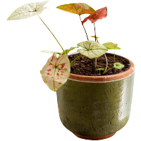 掬涵草木绿复古红陶盆花器粗陶透气绿植盆栽种花花园庭院露台多肉