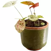掬涵草木绿复古红陶盆花器粗陶透气绿植盆栽种花花园庭院露台多肉