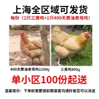 [仅上海发货,平价配送 ]100份起送 48小时发货 三黄鸡2只+400天黄油老母鸡1只