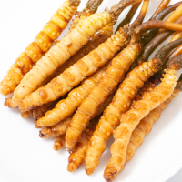 色季拉 2024头期新鲜冬虫夏草官方旗舰店正品虫草 礼盒装 0.8克/根 50根装