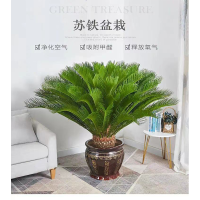 铁树 含税运带盆