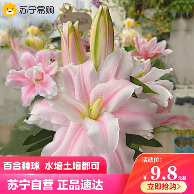 香水百合花种球春季混色大球四季开花矮生浓香花卉盆栽室内多年生