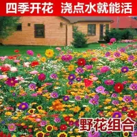 惠居尚品 七彩野花花种子(100克+2包肥)