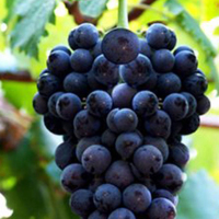 上海嘉定巨峰葡萄10斤礼盒箱装富硒马陆葡萄新鲜国产水果